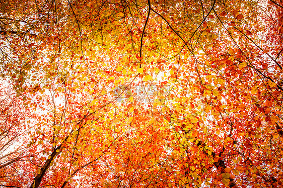 秋天的时候,秋天的叶子树上图片
