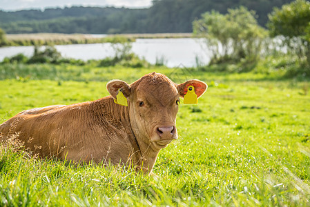 乡间田野上的青草中的小牛图片