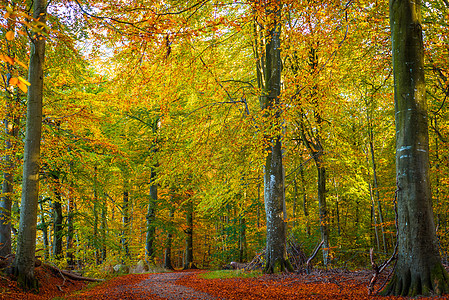 秋天森林里的树木,颜色温暖图片