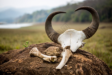 戈尔印度野牛,头骨骨头保护区的背景下,公园佩里亚野生动物保护区图片