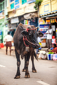 印安镇街上的牛印度,牛种神的动物背景图片