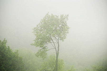 浓雾中呈现这棵树的图片图片