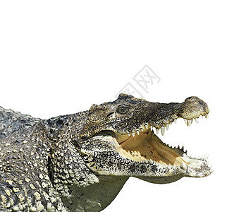 鳄鱼张开的嘴隔离白色上背景图片