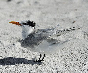 优雅的燕鸥海鸟栖息海滩上图片