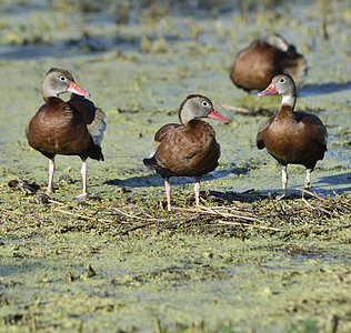 佛罗里达湿地的黑腹口哨鸭子高清图片