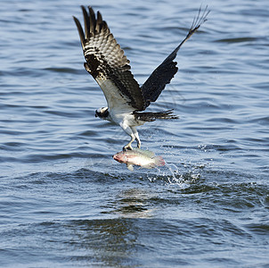 鱼鹰佛罗里达湖捕鱼图片