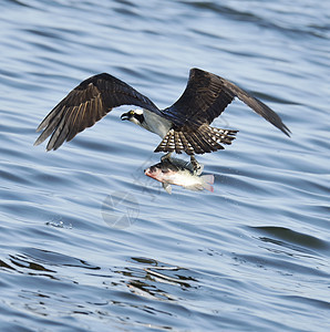 鱼鹰在佛罗里达湖捕鱼图片