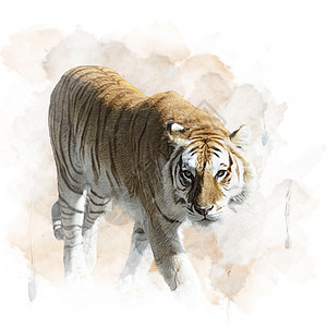 行走老虎的水彩数字绘画图片