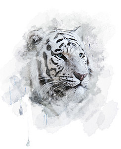 白色老虎肖像数字绘画图片