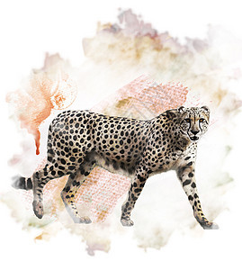 行走猎豹的水彩数字绘画图片