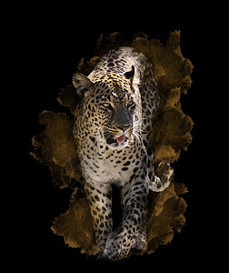 黑色背景上豹子的水彩数字绘画背景图片