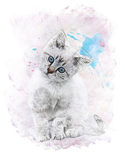 水彩猫水彩数字画白色小猫背景
