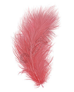 白色背景上分离的粉红色羽毛图片