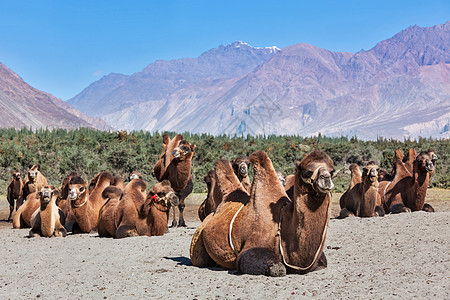 喜马拉雅山的巴克特里亚骆驼努布拉谷拉达克查谟克什米尔的Hunder村图片