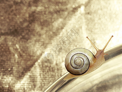 常见的花园带状蜗牛爬行金属背景图片