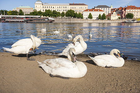 天鹅乘vlta河,布拉格,捷克共国图片