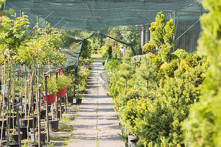 植物苗圃的走道背景图片