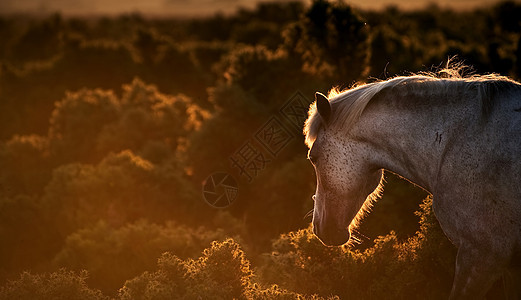 新森林小马清晨的景观灯图片