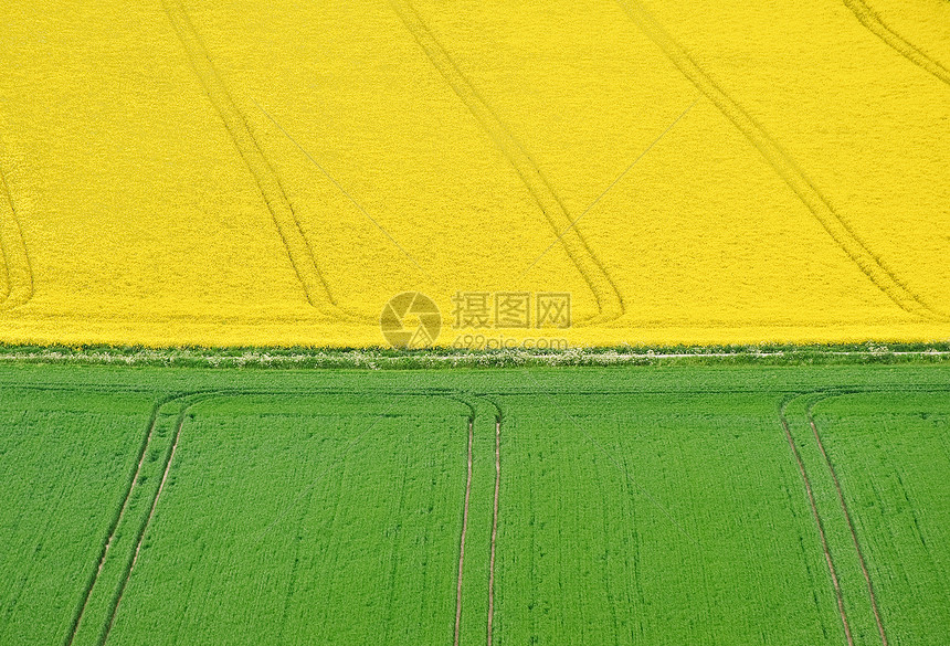 绿色黄色麦田景观图片