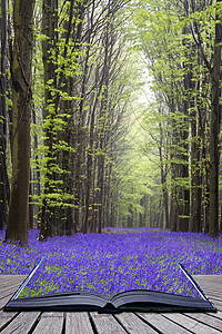 森林野餐创意书页美丽的蓝铃花地毯春天的森林景观背景