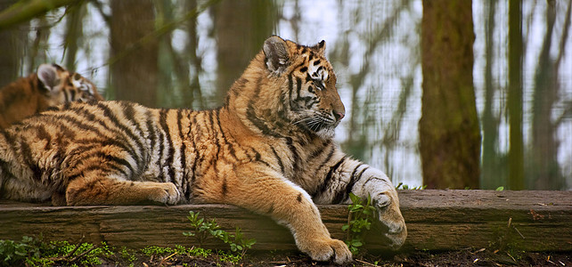 老虎放松原木上,轻的幼崽模糊的后图片