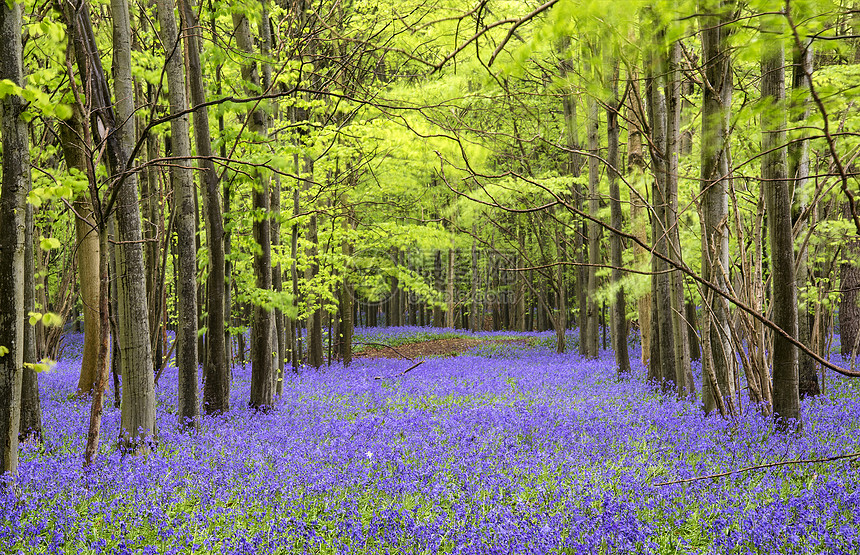 春天森林景观丽的蓝铃花地毯图片