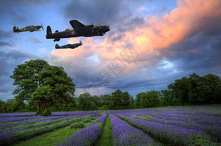 美丽的形象,惊人的日落与大气云天空充满活力的成熟薰衣草田野英国乡村景观图片