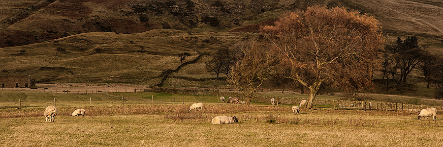 秋天阳光下放牧的全景景观羊图片