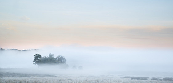 美丽的浓雾日出秋落景观田野上,树梢透过雾看得见图片