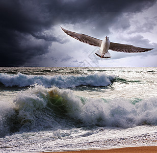 海鸥海浪图片