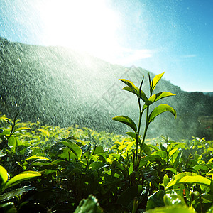 茶坊茶园茶场图片