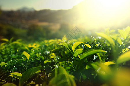 茶坊茶园茶场图片