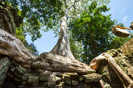 吞噬柬埔寨吴哥窟古遗址的树背景图片