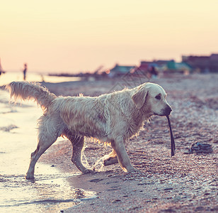 海滩上的狗图片