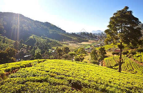 茶坊茶园茶场图片