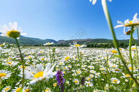 甘菊,黄春菊图片