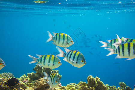 水族馆优惠券埃及红海的珊瑚鱼背景