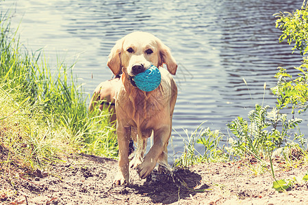 从水中叼起橡皮球的拉布拉多犬图片素材