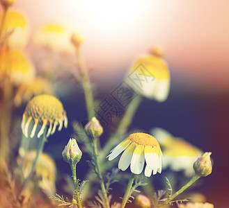 甘菊,黄春菊图片