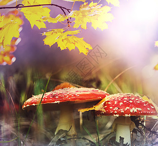 秋天的蘑菇背景