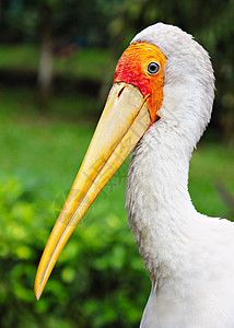 吉隆坡动物园里的黄嘴鹳背景图片