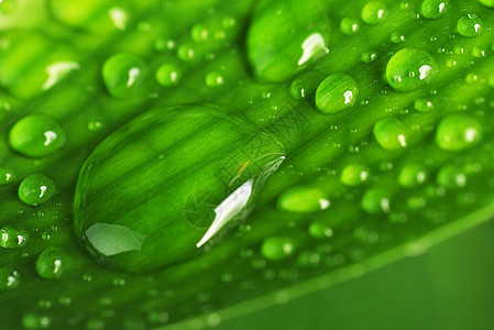 水滴绿色植物的叶子上图片