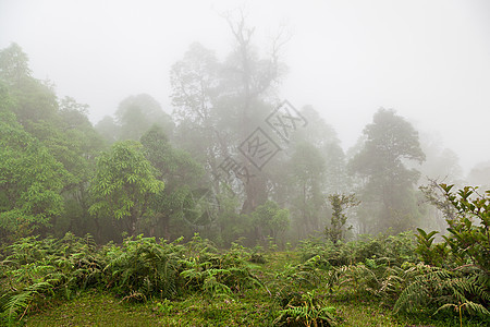 森林里的大雾,喜马拉雅森林图片