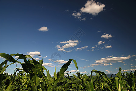 玉米田阳光明媚的天空图片素材