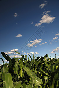 阳光明媚的天,玉米田戏剧的天空Nikond806720071100f9iso100白色平衡自动焦图片