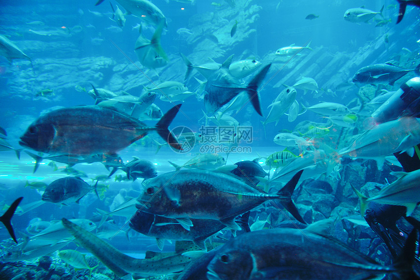 蓝色背景海洋水下水族馆与鱼类珊瑚礁
