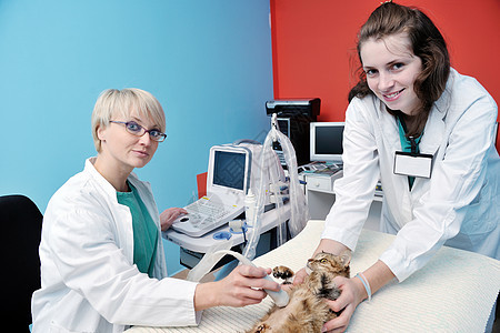 个兽医助理个小动物诊所工作的肖像图片