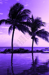 度假海滩夏季休闲海滩上的椰子树剪影,紫色日落景色图片