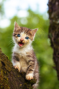 猫与树素材树上的灰色小猫特写背景