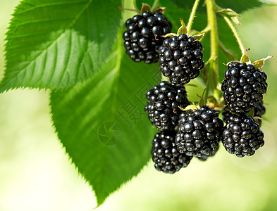 野生水果花园里的新鲜黑莓背景